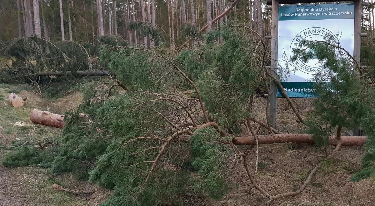 Buława hetmańska, stroje dla księży. "Szokujące" ustalenia NIK ws. Lasów Państwowych