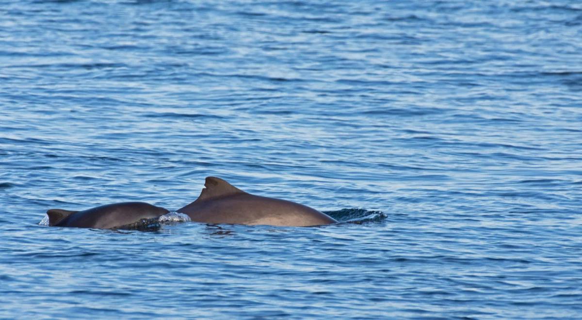 Adopcja morświna. Nowy pomysł WWF Polska, aby uratować ten gatunek