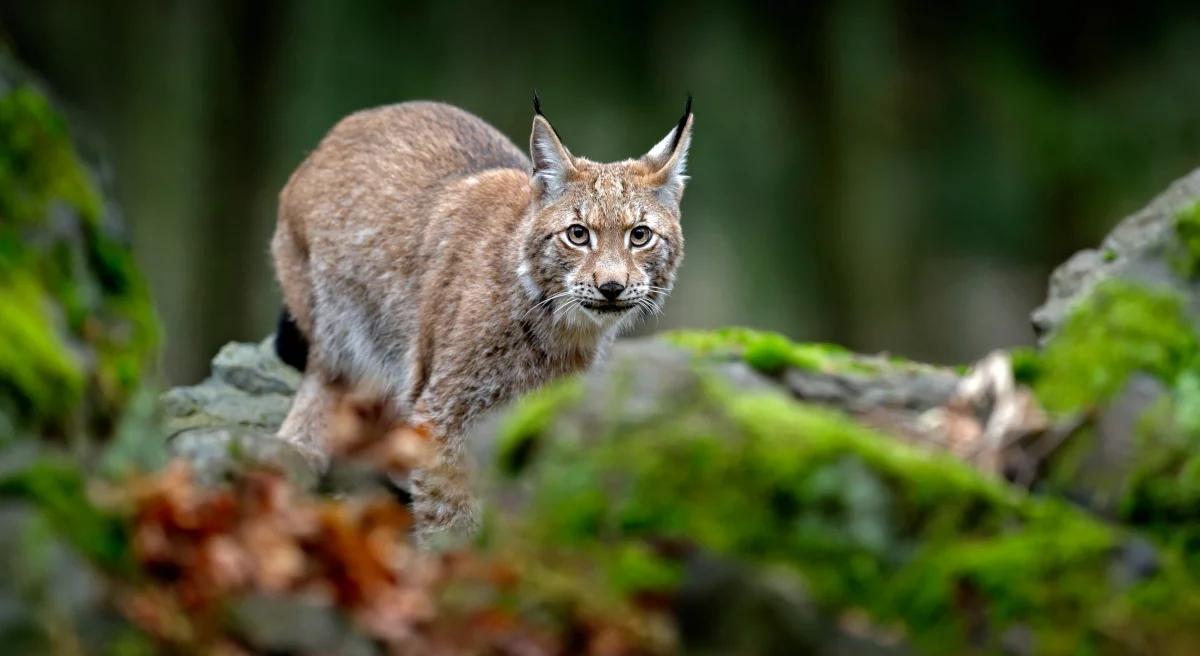 "Sztuka ochrony przyrody". 25 lat działań WWF Polska