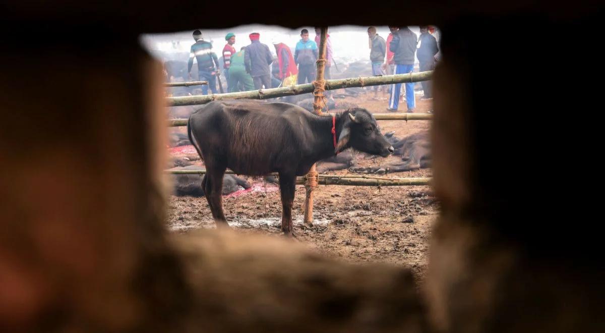 Obrzędy kosztujące życie tysięcy zwierząt. Hinduska tradycja w ogniu krytyki