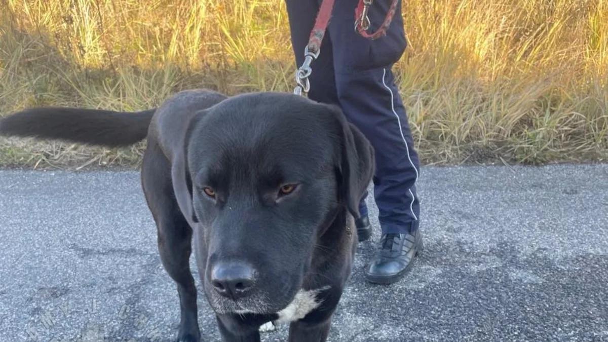 Pies przywiązany na autostradzie A4. Policja szuka właściciela