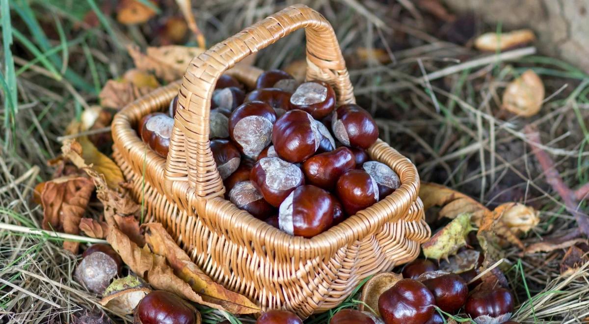 Pieniądze leżą na ulicy. Ruszył skup kasztanów i żołędzi