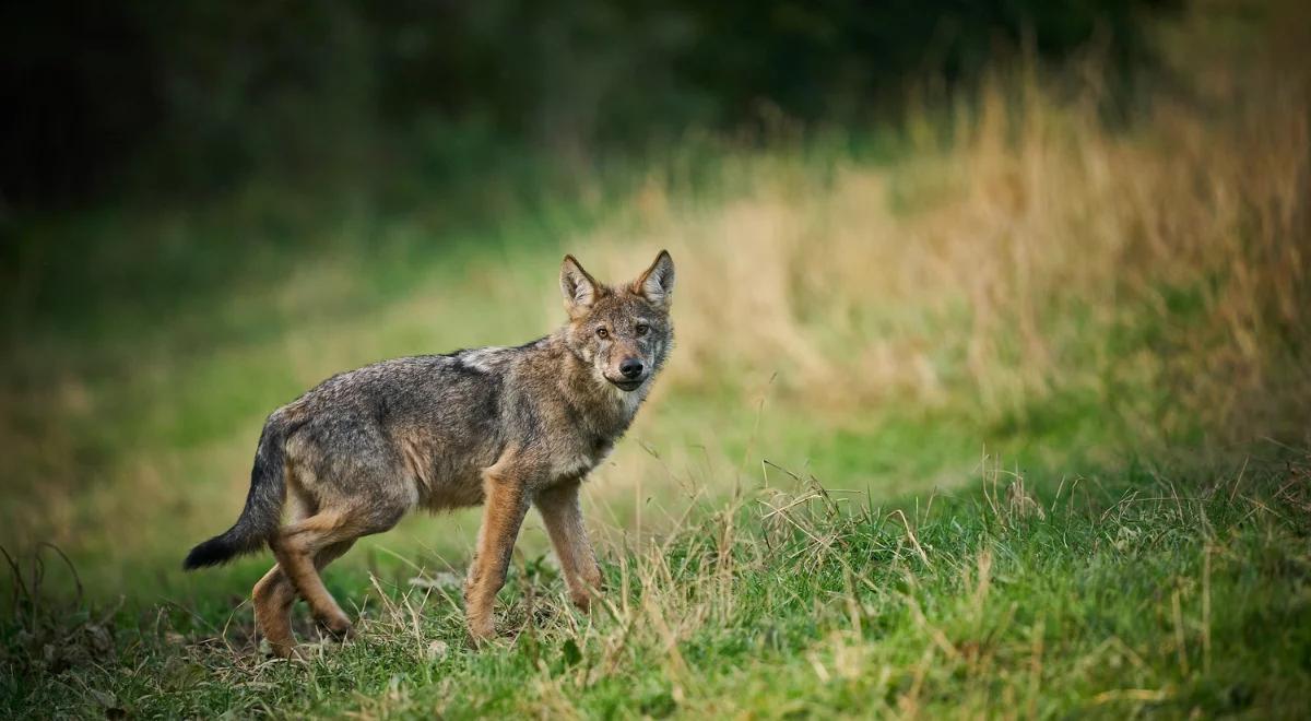 Chcą odstrzelić wilki. Pierwsza gmina już stara się pozwolenie